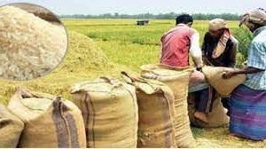 ২১৬ প্রজাতির বিলুপ্ত ধান মাঠে ফেরাতে গবেষণা