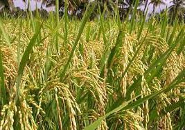 ২১৬ প্রজাতির বিলুপ্ত ধান মাঠে ফেরাতে গবেষণা