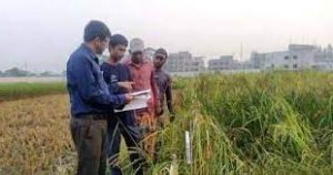 ২১৬ প্রজাতির বিলুপ্ত ধান মাঠে ফেরাতে গবেষণা