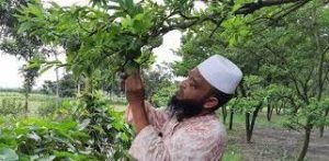 গোপালগঞ্জে ফল বাগানে মিলছে অর্থ ও পুষ্টি