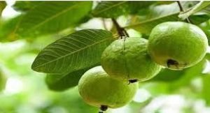 গোপালগঞ্জে ফল বাগানে মিলছে অর্থ ও পুষ্টি