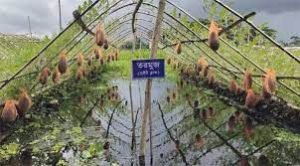 গোপালগঞ্জে ভাসমান কৃষির আধুনিক প্রযুক্তিতে খাদ্য নিরাপত্তার সম্ভাবনা