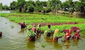 গোপালগঞ্জে ভাসমান কৃষির আধুনিক প্রযুক্তিতে খাদ্য নিরাপত্তার সম্ভাবনা