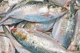 ভোলায় ফের জমে উঠেছে ইলিশের বাজার