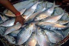 ভোলায় ফের জমে উঠেছে ইলিশের বাজার