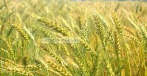 বাংলাদেশ গম আমদানির বিকল্প উৎস খুঁজছে 4 বাংলাদেশ গম আমদানির বিকল্প উৎস খুঁজছে