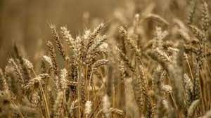 বাংলাদেশ গম আমদানির বিকল্প উৎস খুঁজছে 3 বাংলাদেশ গম আমদানির বিকল্প উৎস খুঁজছে